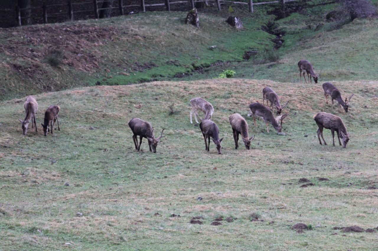 Cervi e Daini...da mesi sempre insieme